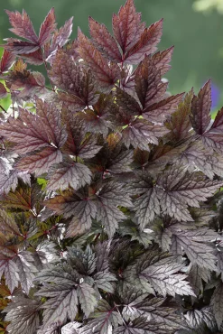 Höstsilverax 'Pink Spike'