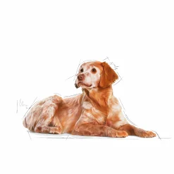 Hundfoder Royal Canin Medium Ageing 10+ 15kg