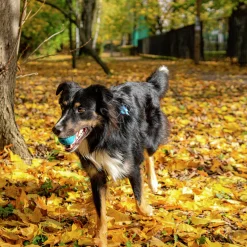 Hundleksak Fibooll Aktiveringsboll Snacks Jumbo
