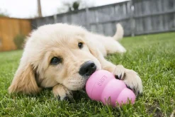 Hundleksak Kong Puppy Blandade färger S