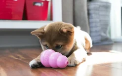 Hundleksak Kong Puppy Blandade färger S