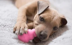 Hundleksak Kong Puppy Blandade färger S