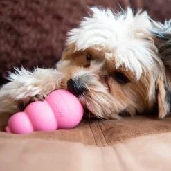 Hundleksak Kong Puppy Blandade färger S
