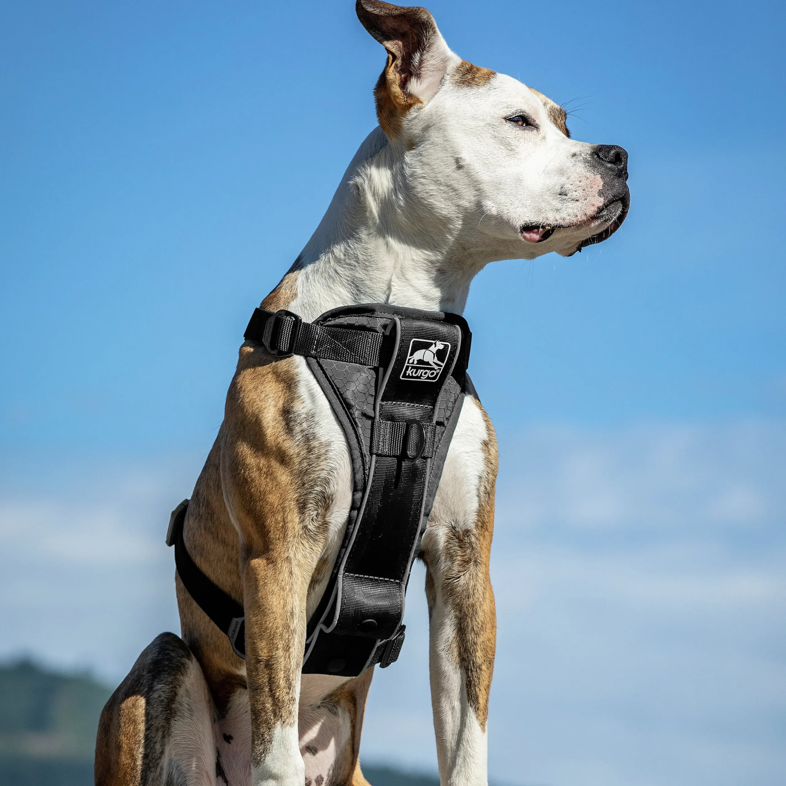 Hundsele Kurgo RSG Tru-Fit Smart Svart