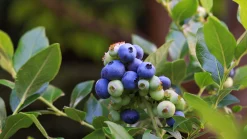 Hybridblåbär 'Northblue'