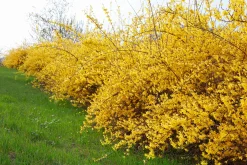 Hybridforsythia 'Freja' Certifierad Krukodlad