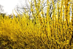 Hybridforsythia 'Freja' Certifierad Krukodlad
