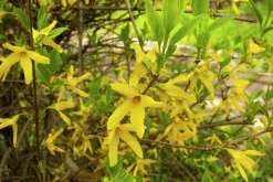 Hybridforsythia 'Lynwood Gold' Solitär Krukodlad