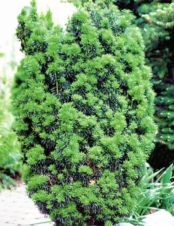 Hybrididegran 'Hicksii' Krukodlad