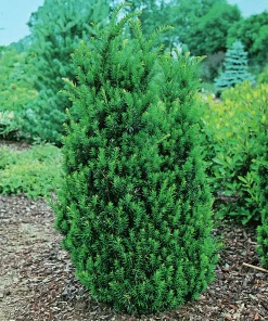Hybrididegran 'Hillii' Krukodlad