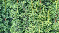 Hybrididegran 'Hillii' Krukodlad