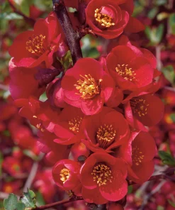 Hybridrosenkvitten 'Nicoline' Krukodlad