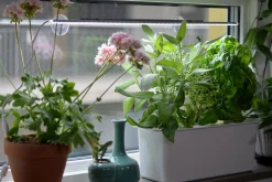 Hydroponisk odling Nelson Garden Harvy Startpaket 3 pluggar