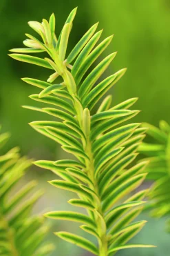 Idegran 'Summergold' Krukodlad