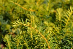 Idegran 'Summergold' Krukodlad