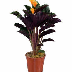 Inkakrona lat. Calathea crocata 14cm