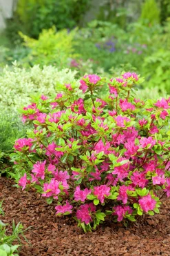 Japansk Azalea 'Kermesina'
