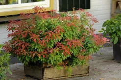 Japansk Buskrosling 'Mountain Fire' Krukodlad