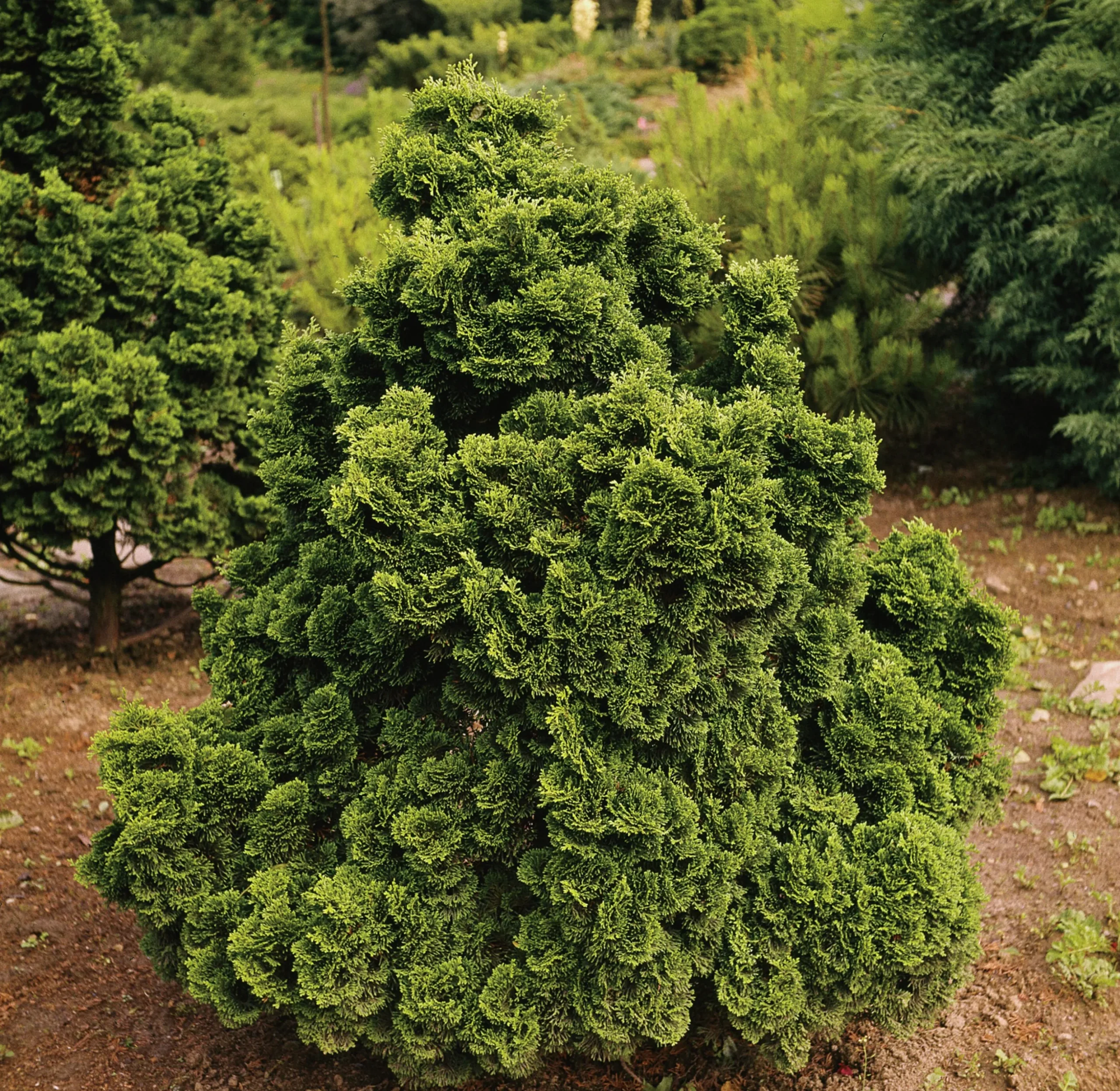 Japansk Dvärgcypress 'Nana Gracilis' Krukodlad