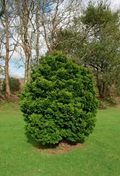 Japansk Dvärgcypress 'Nana Gracilis' Krukodlad