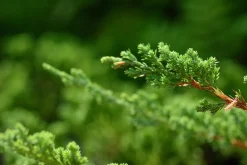 Japansk Dvärgcypress 'Nana Gracilis' Krukodlad