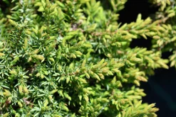 Japansk Dvärgcypress 'Nana Gracilis' Krukodlad