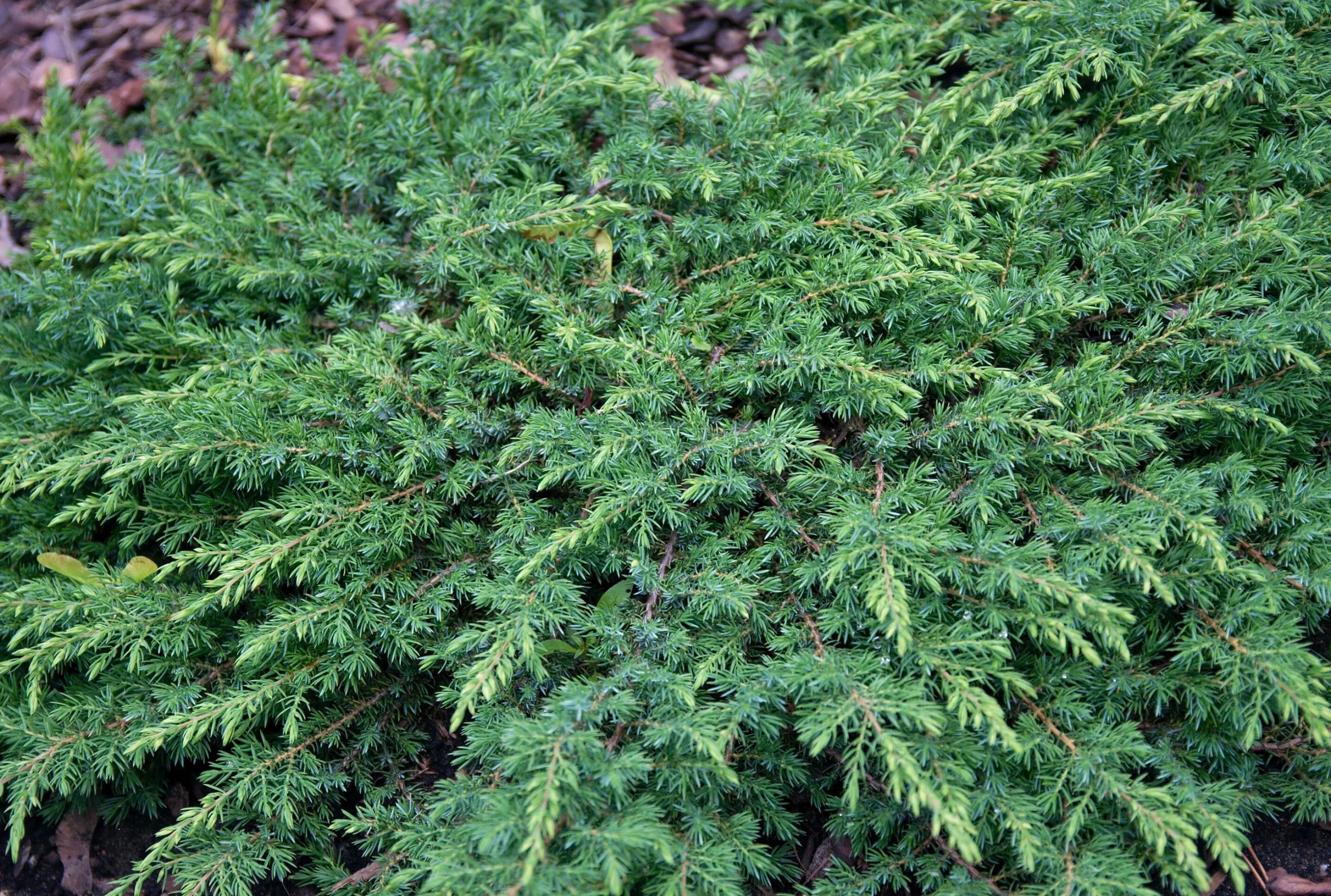 Japansk Dvärgcypress 'Nana Gracilis' Krukodlad