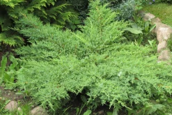 Japansk Dvärgcypress 'Nana Gracilis' Krukodlad