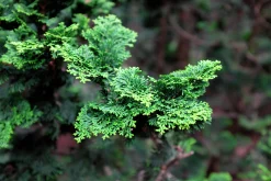 Japansk Dvärgcypress 'Nana Gracilis' Krukodlad