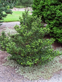 Japansk Järnek 'Dark Green' 'Icoprins11' Krukodlad