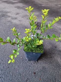 Japansk Järnek 'Green Hedge'
