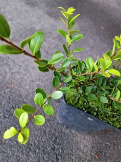 Japansk Järnek 'Green Hedge'