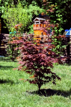 Japansk Lönn 'Bloodgood' Krukodlad