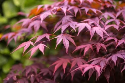 Japansk Lönn 'Bloodgood' Krukodlad