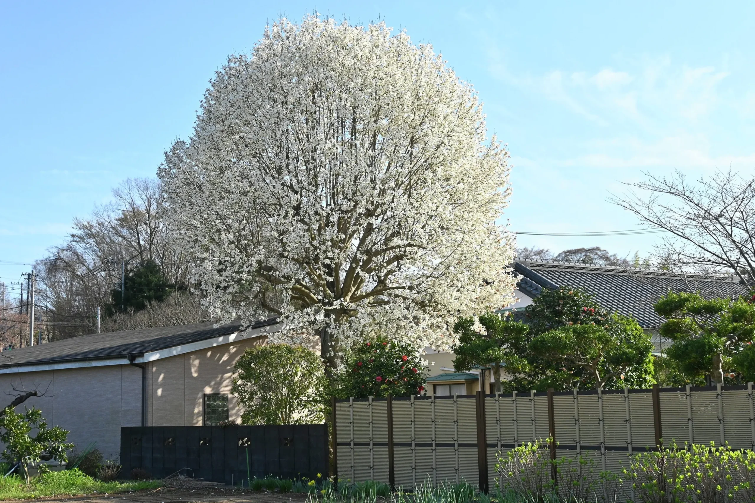 Japansk Magnolia Goliath Högstam Barrotad