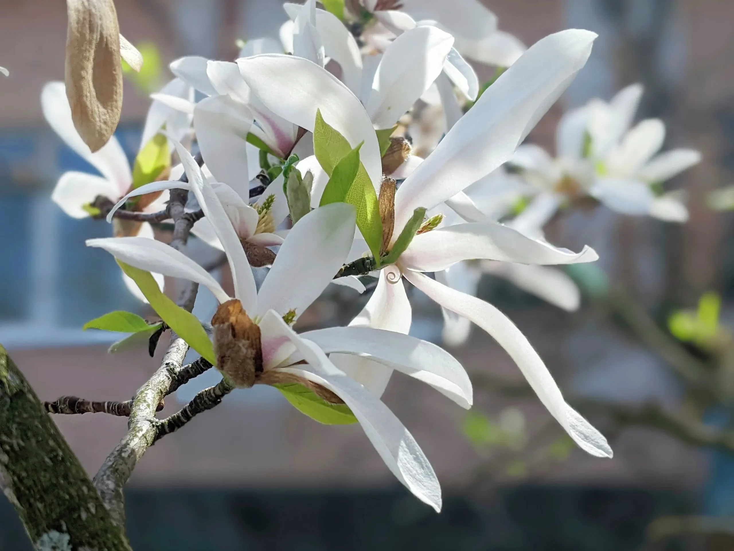 Japansk Magnolia Goliath Högstam Barrotad