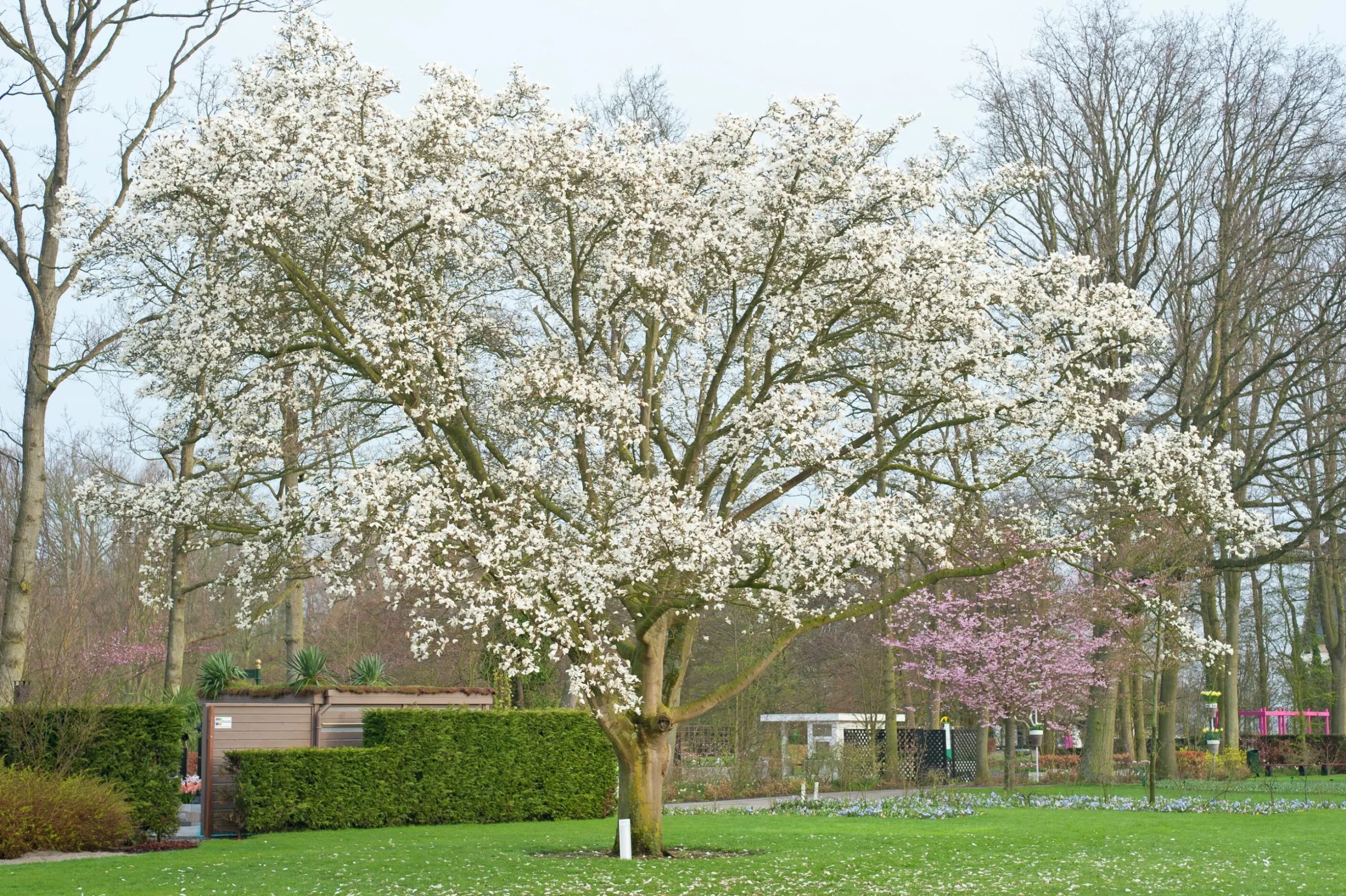 Japansk Magnolia Goliath Högstam Barrotad