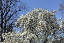 Japansk Magnolia Goliath Högstam Barrotad