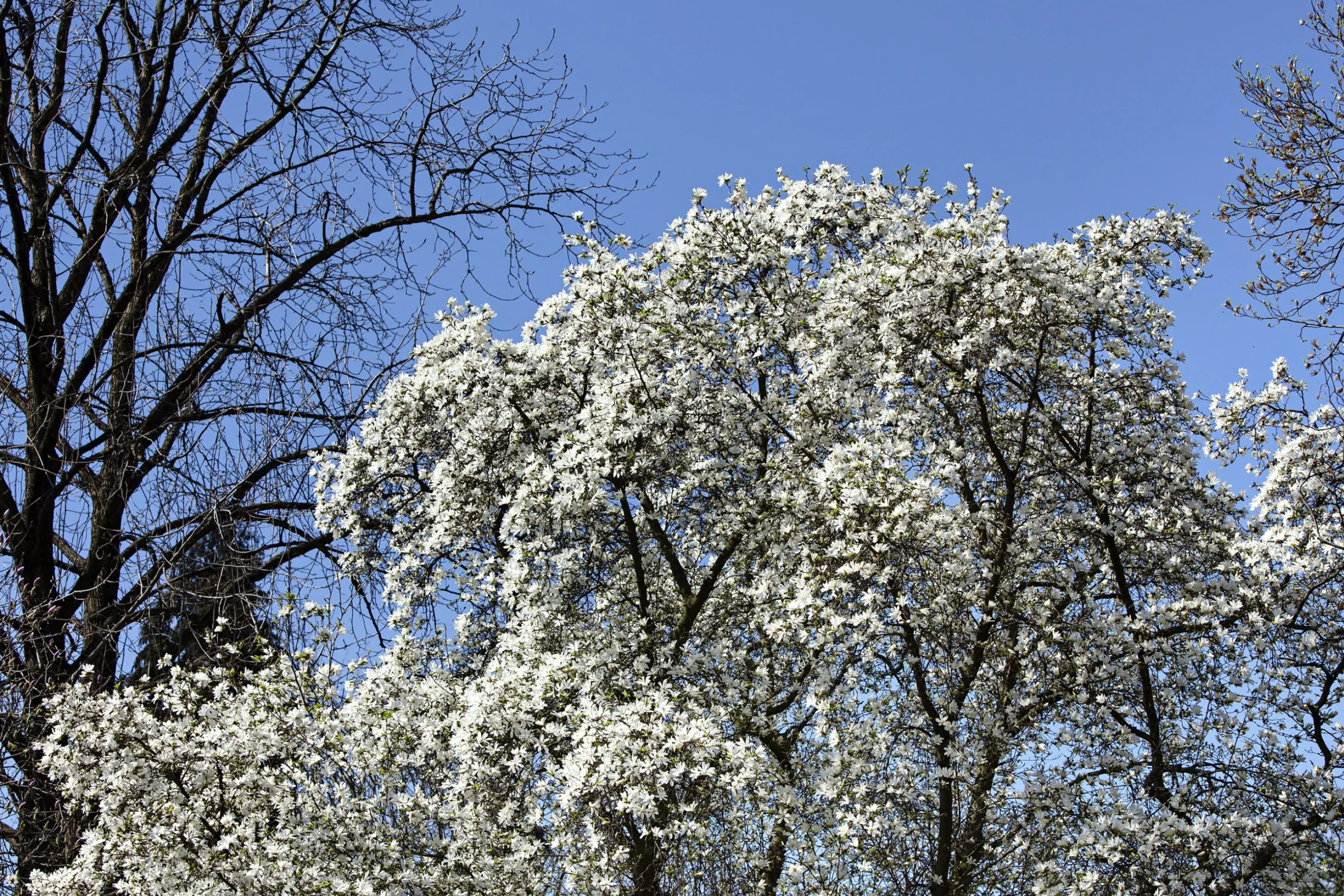 Japansk Magnolia Goliath Högstam Barrotad