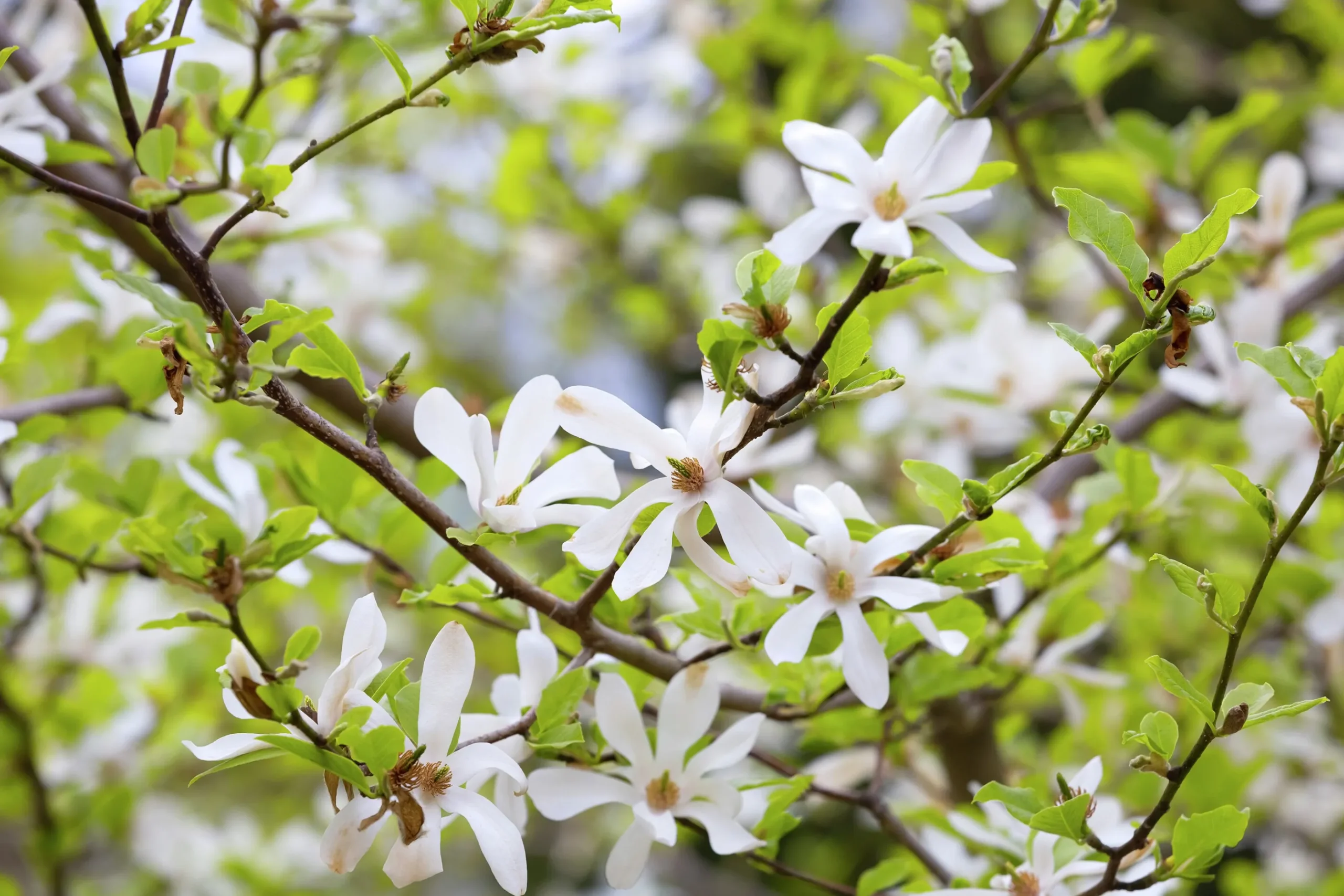 Japansk Magnolia Goliath Högstam Barrotad
