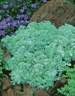 Japansk Malört 'Nana'