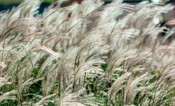 Japanskt gräs Glansmiskantus 'Adagio' 2L