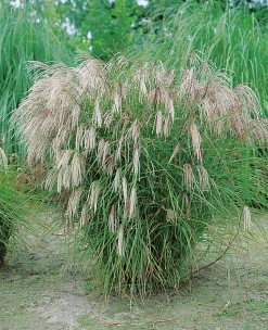 Japanskt gräs Glansmiskantus 'Kleine Fontäne' 2L