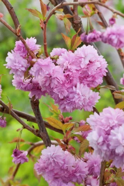 Japanskt prydnadskörsbär 'Kiku-Shidare-Zakura'