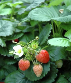 Jordgubbar lat. Fragaria x ananassa 6-p