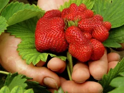 Jordgubbar lat. Fragaria x ananassa 6-p