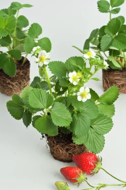 Jordgubbe 'Korona'