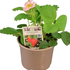 Jordgubbsplanta lat. Fragaria x ananassa 'Merlan'