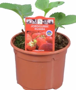Jordgubbsplanta lat. Fragaria x ananassa 'Merlan'