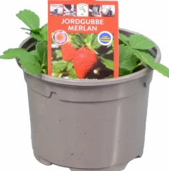 Jordgubbsplanta lat. Fragaria x ananassa 'Merlan'